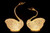 NY-SWAN-2 - NY-SWAN-2
